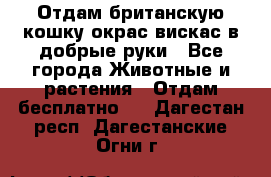 Отдам британскую кошку окрас вискас в добрые руки - Все города Животные и растения » Отдам бесплатно   . Дагестан респ.,Дагестанские Огни г.